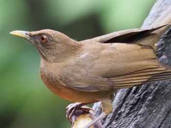 Clay-colored Thrush コスタリカ Tue, 9/3/2019