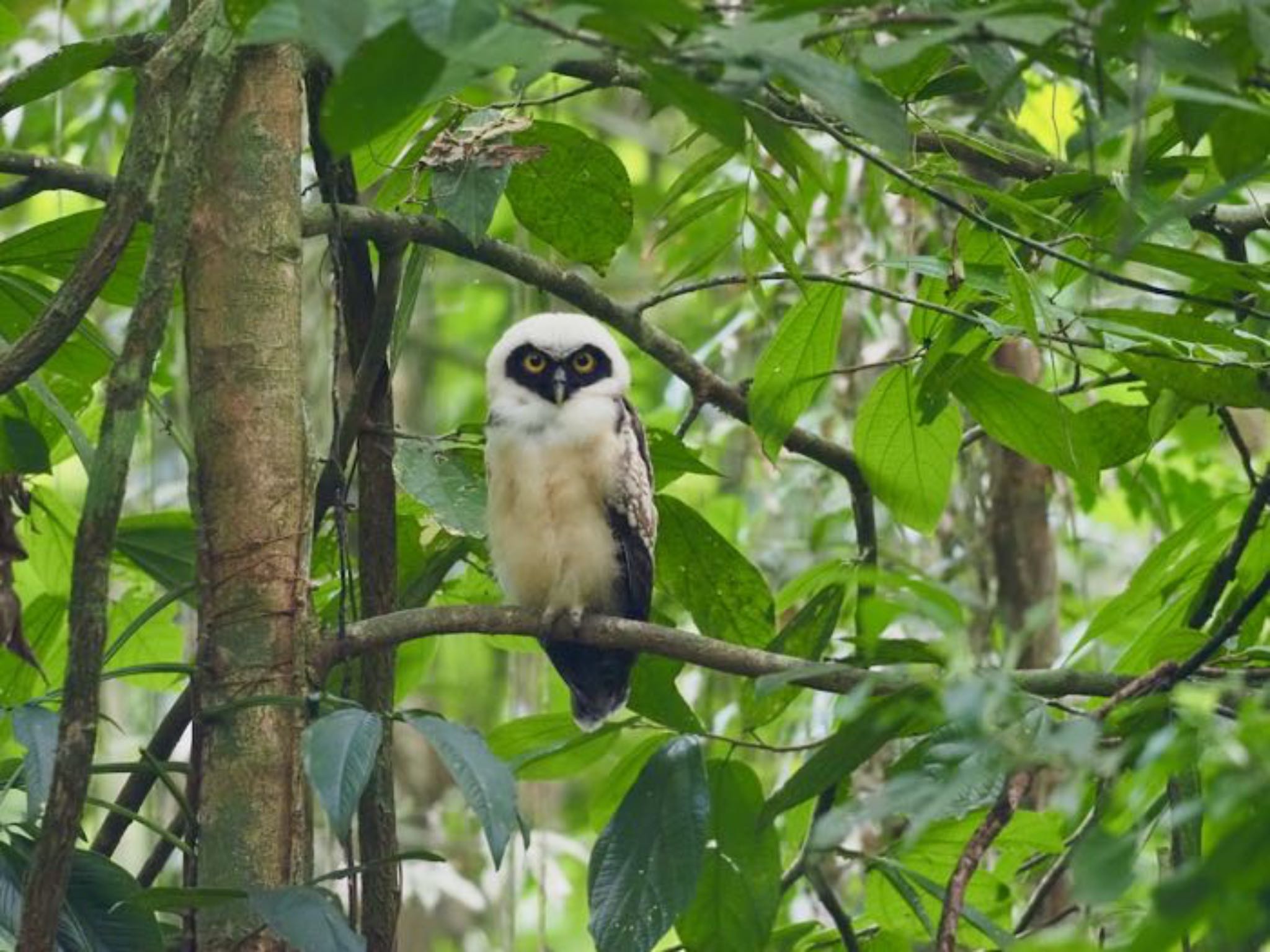 Spectacled Owl