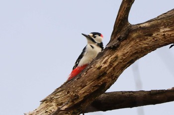 2020年3月20日(金) 出雲崎の野鳥観察記録