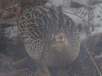 Green Pheasant 長野県軽井沢町 Mon, 3/30/2020