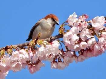 ニュウナイスズメ 鴻巣市 2020年3月18日(水)