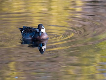 Baikal Teal Chikozan Park Sun, 1/31/2016