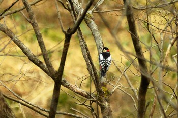 アカゲラ 福島県 2020年3月12日(木)