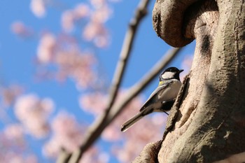 2020年3月25日(水) 三ツ池公園(横浜市鶴見区)の野鳥観察記録