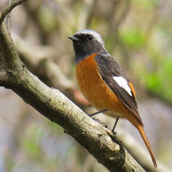 Daurian Redstart 愛知県 Fri, 3/20/2020