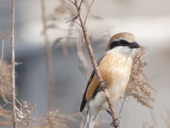 2020年3月29日(日) 隼人の野鳥観察記録