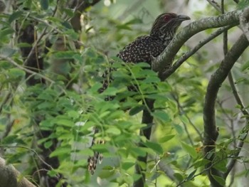 Asian Koel Bishan - Ang Mo Kio Park Sun, 3/29/2020