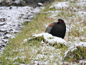 2020年3月29日(日) 大沼親水公園の野鳥観察記録