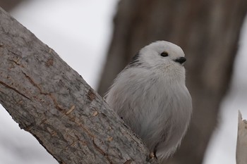 Long-tailed tit(japonicus) Makomanai Park Tue, 3/10/2020