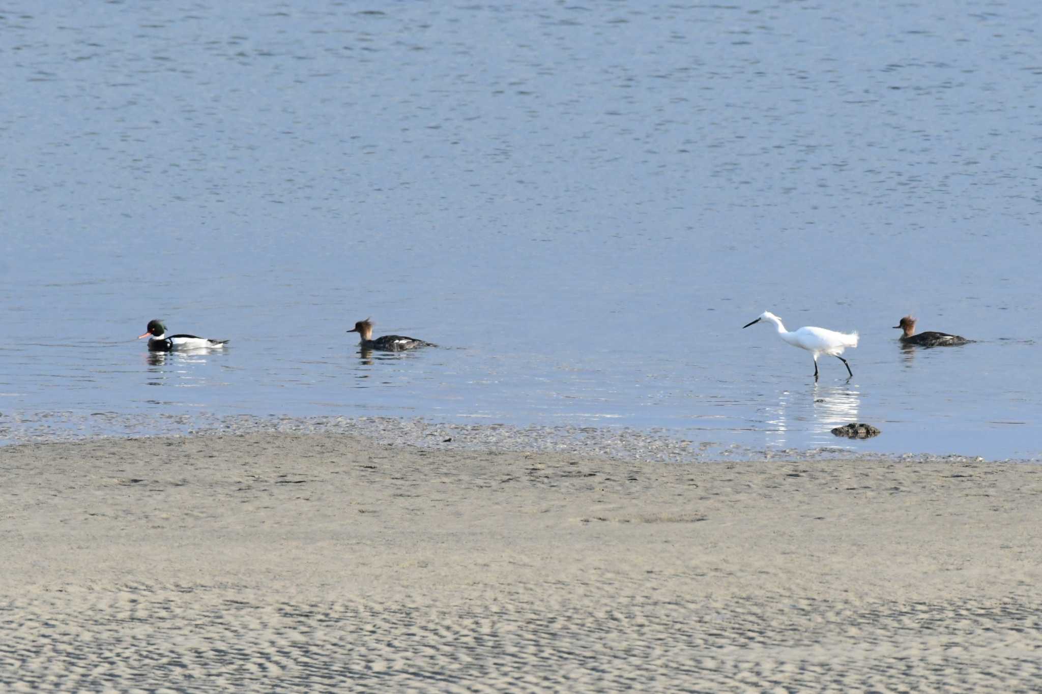 甲子園浜(兵庫県西宮市) ウミアイサの写真 by Daguchan