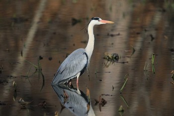 2020年3月29日(日) 北海道　七飯町　大沼公園の野鳥観察記録