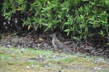 シロハラ 福岡県営春日公園(春日市) 2020年3月22日(日)