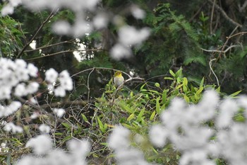 メジロ 天拝山歴史自然公園 2020年3月29日(日)