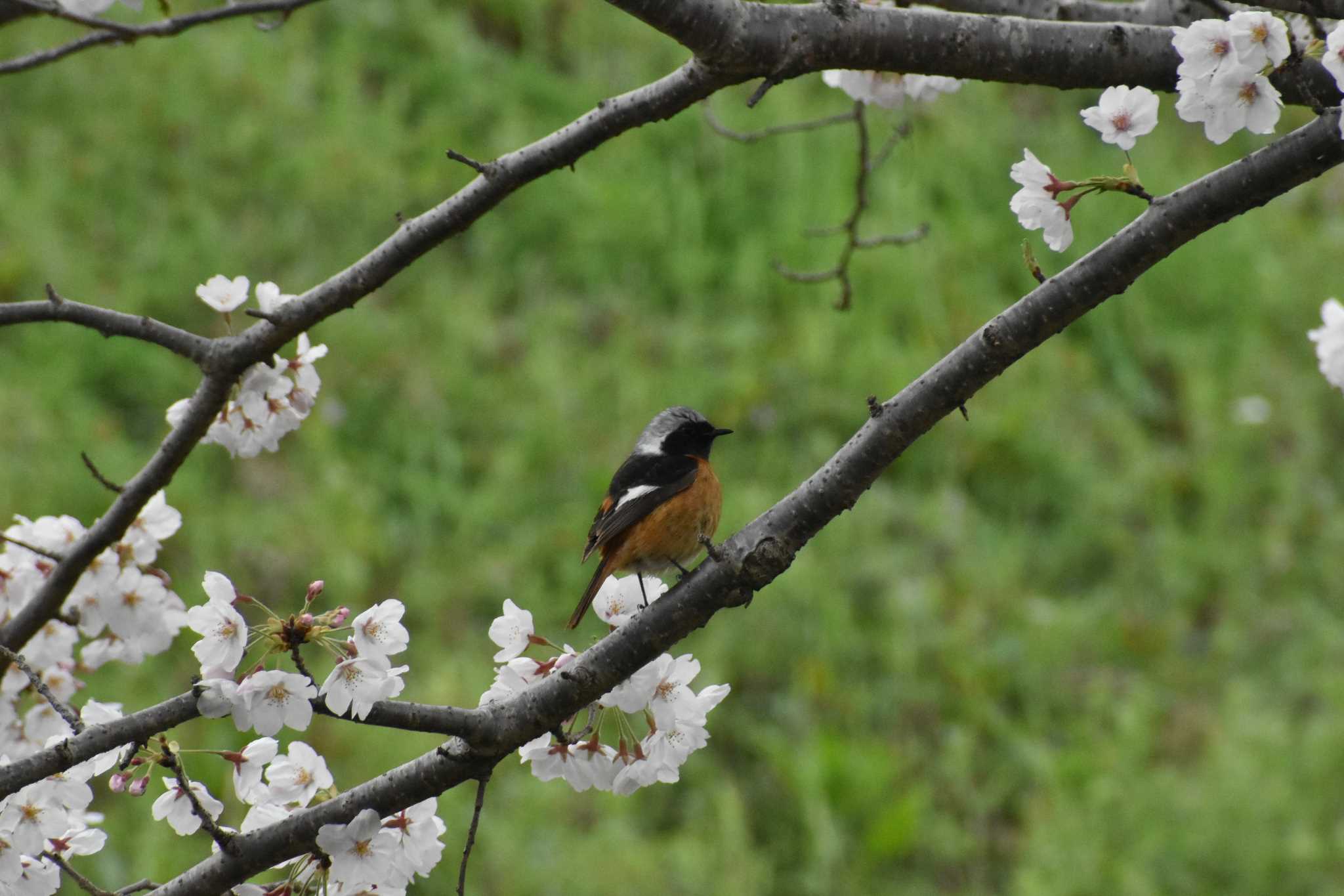 Photo of Daurian Redstart at 天拝山歴史自然公園 by Nori