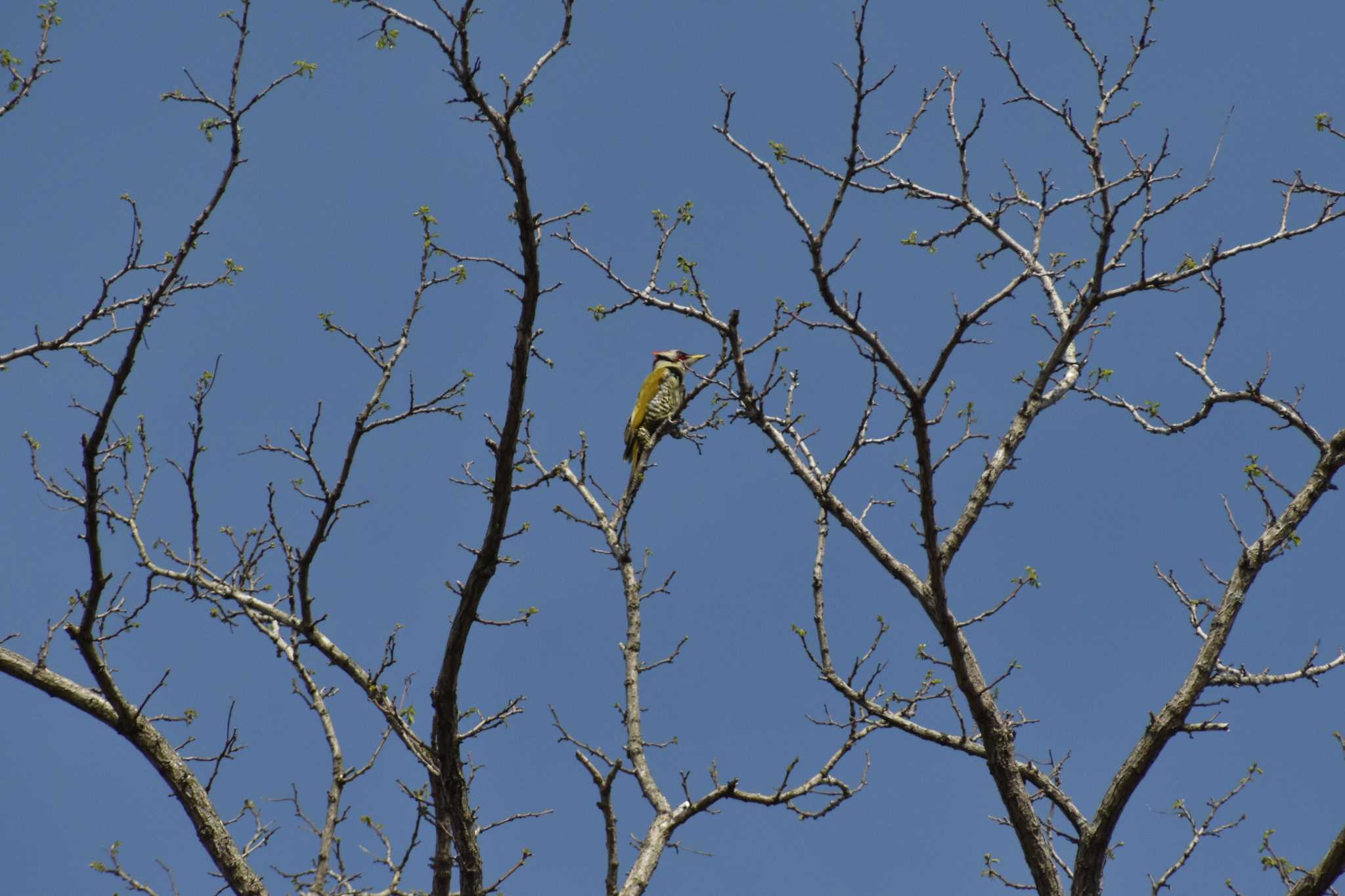 Photo of Japanese Green Woodpecker at 天拝山歴史自然公園 by Nori