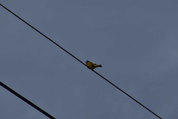 2020年3月29日(日) 天拝山歴史自然公園の野鳥観察記録