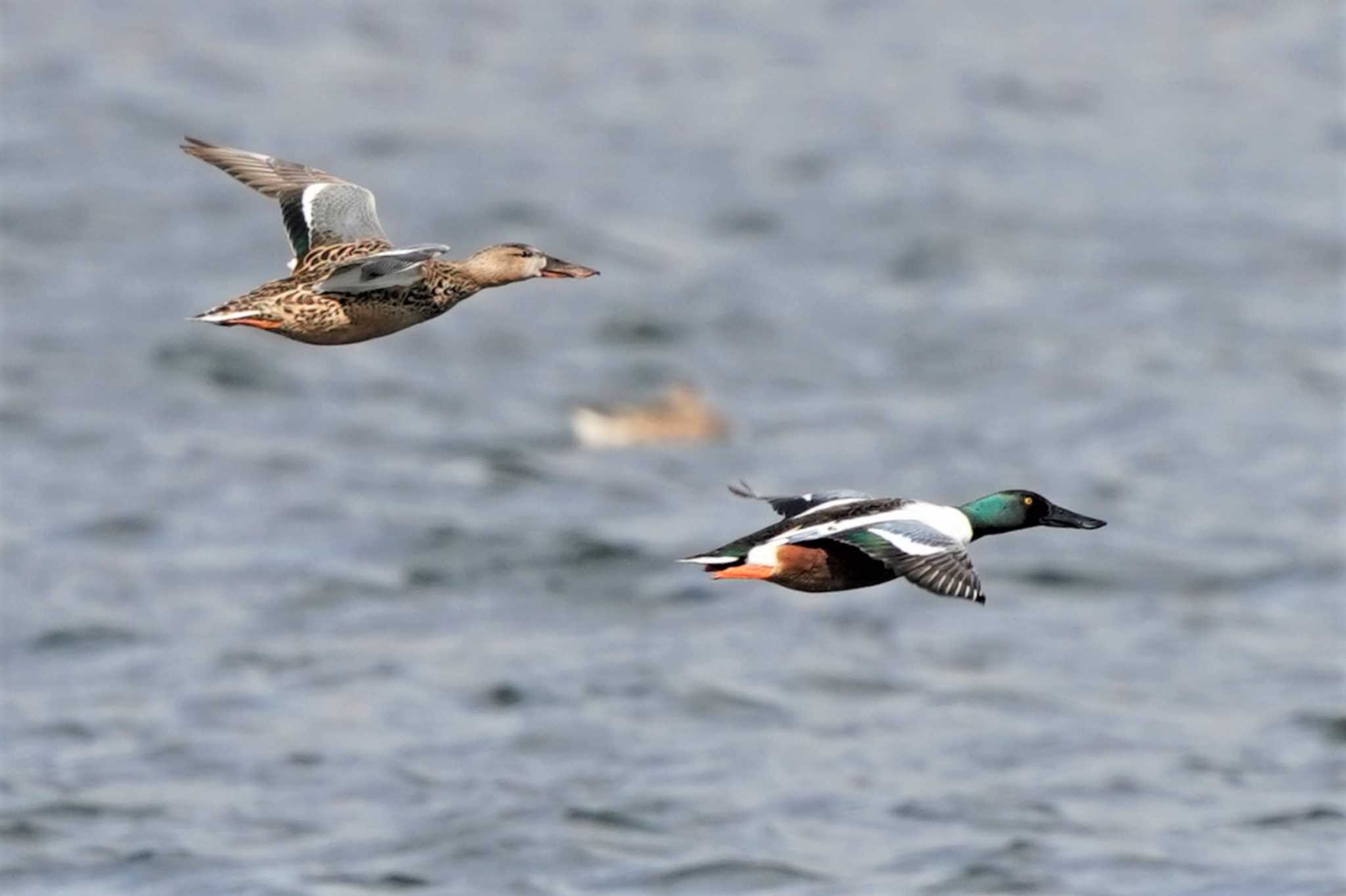 Photo of Northern Shoveler at 皿池(明石市大久保町) by 二人歩記