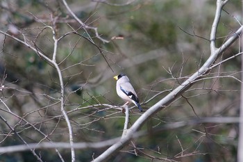 Japanese Grosbeak 甲山森林公園 Sun, 3/29/2020