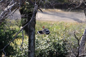 2020年3月21日(土) 大阪城公園の野鳥観察記録