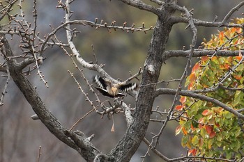 2020年3月22日(日) 大阪城公園の野鳥観察記録