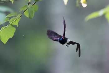 Black Paradise Flycatcher 東京都西多摩郡 Tue, 6/5/2018