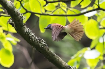 Black Paradise Flycatcher 東京都西多摩郡 Fri, 5/29/2020