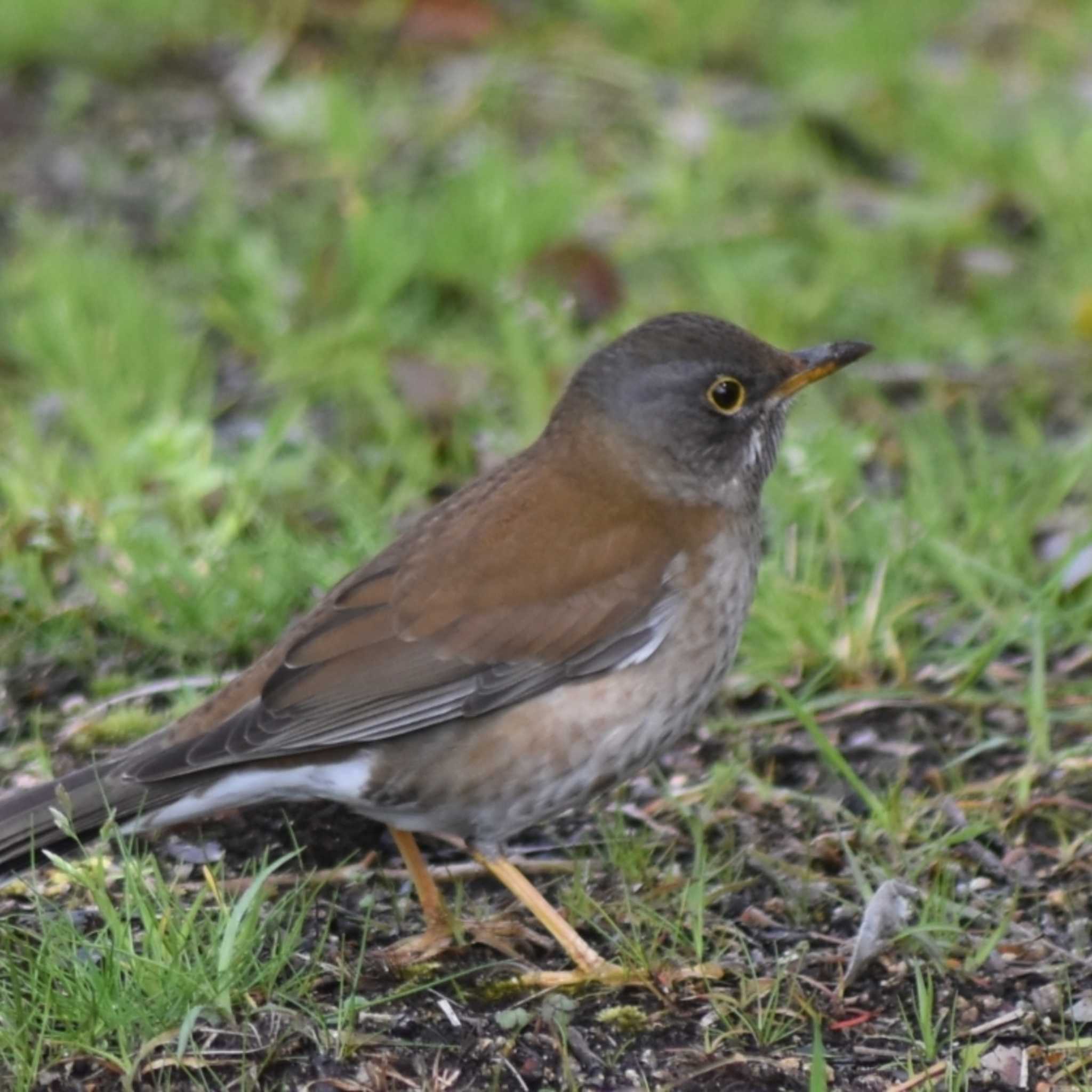 Pale Thrush