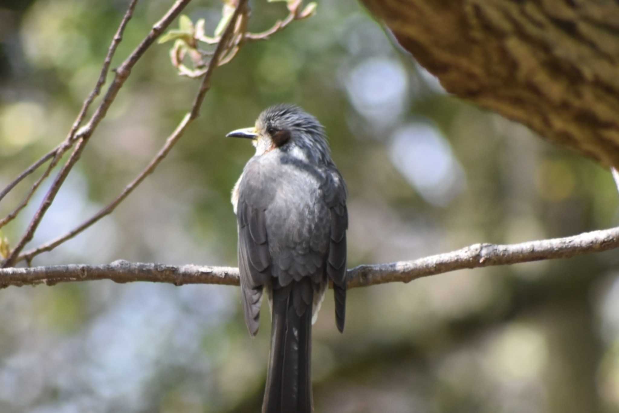 Brown-eared Bulbul