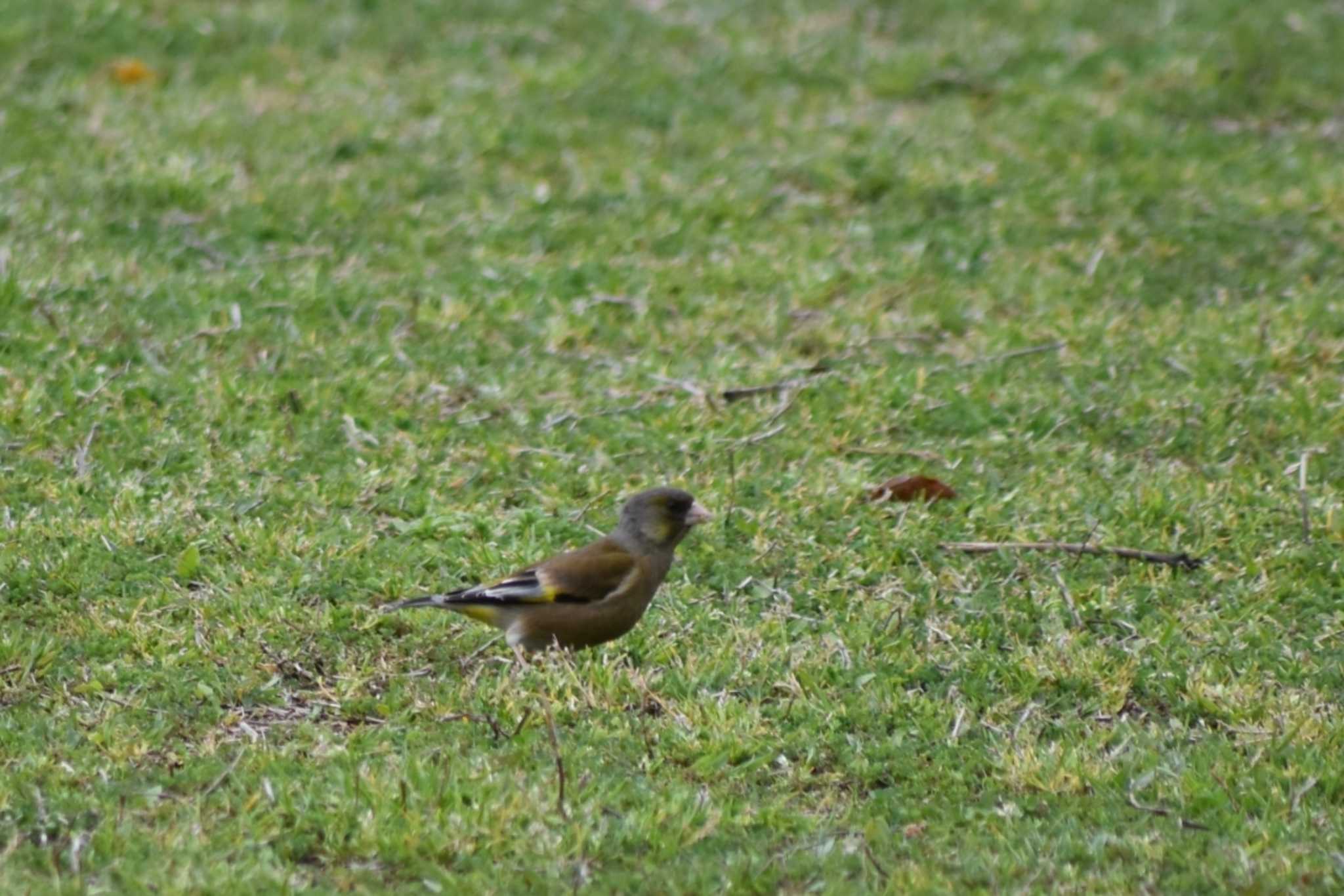 明石公園 カワラヒワの写真 by 五色鳥