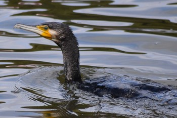 カワウ 明石公園 2020年3月29日(日)