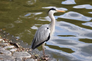 アオサギ 明石公園 2020年3月29日(日)