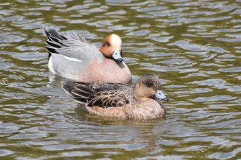 Sun, 3/29/2020 Birding report at Akashi Park