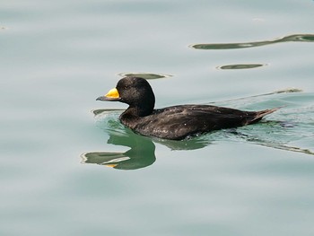 Black Scoter 大洗 Thu, 3/26/2020