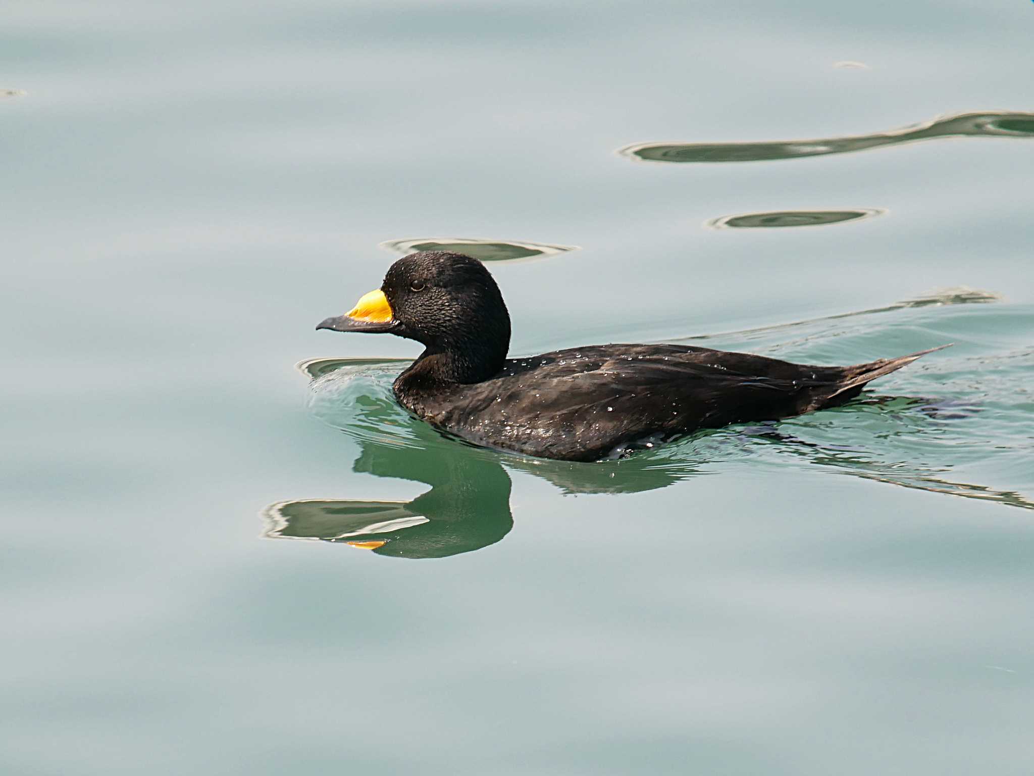 Photo of Black Scoter at 大洗 by のりさん