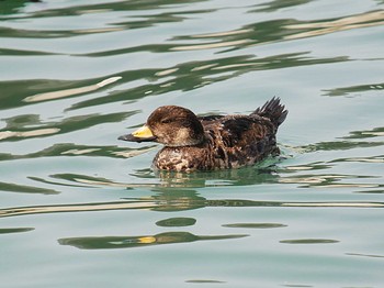 Black Scoter 大洗 Thu, 3/26/2020