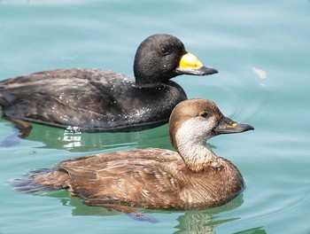 Black Scoter 大洗 Thu, 3/26/2020