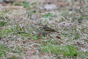 Olive-backed Pipit Kyoto Gyoen Sat, 3/7/2020