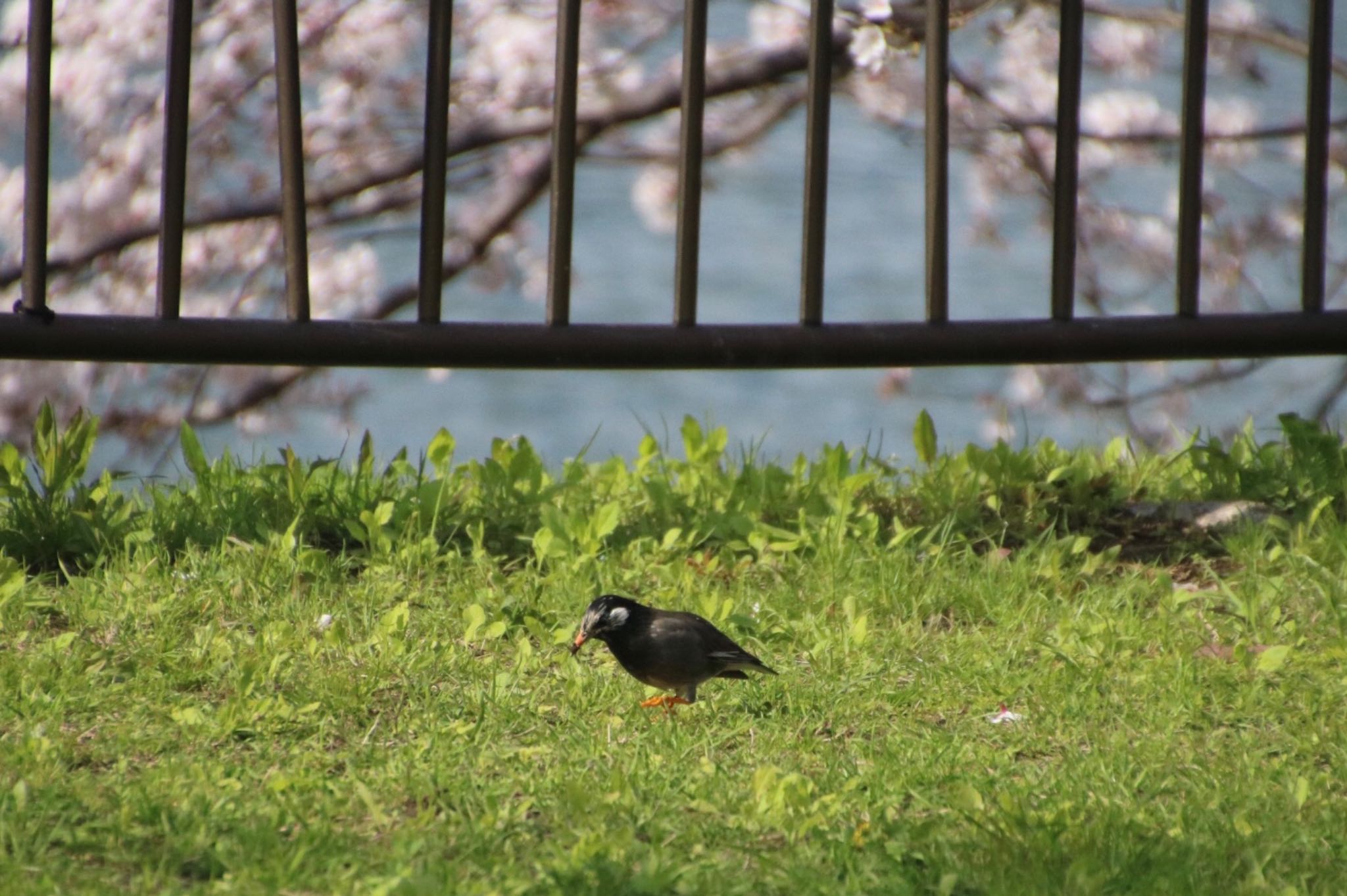 Photo of White-cheeked Starling at Osaka Tsurumi Ryokuchi by Mariko N