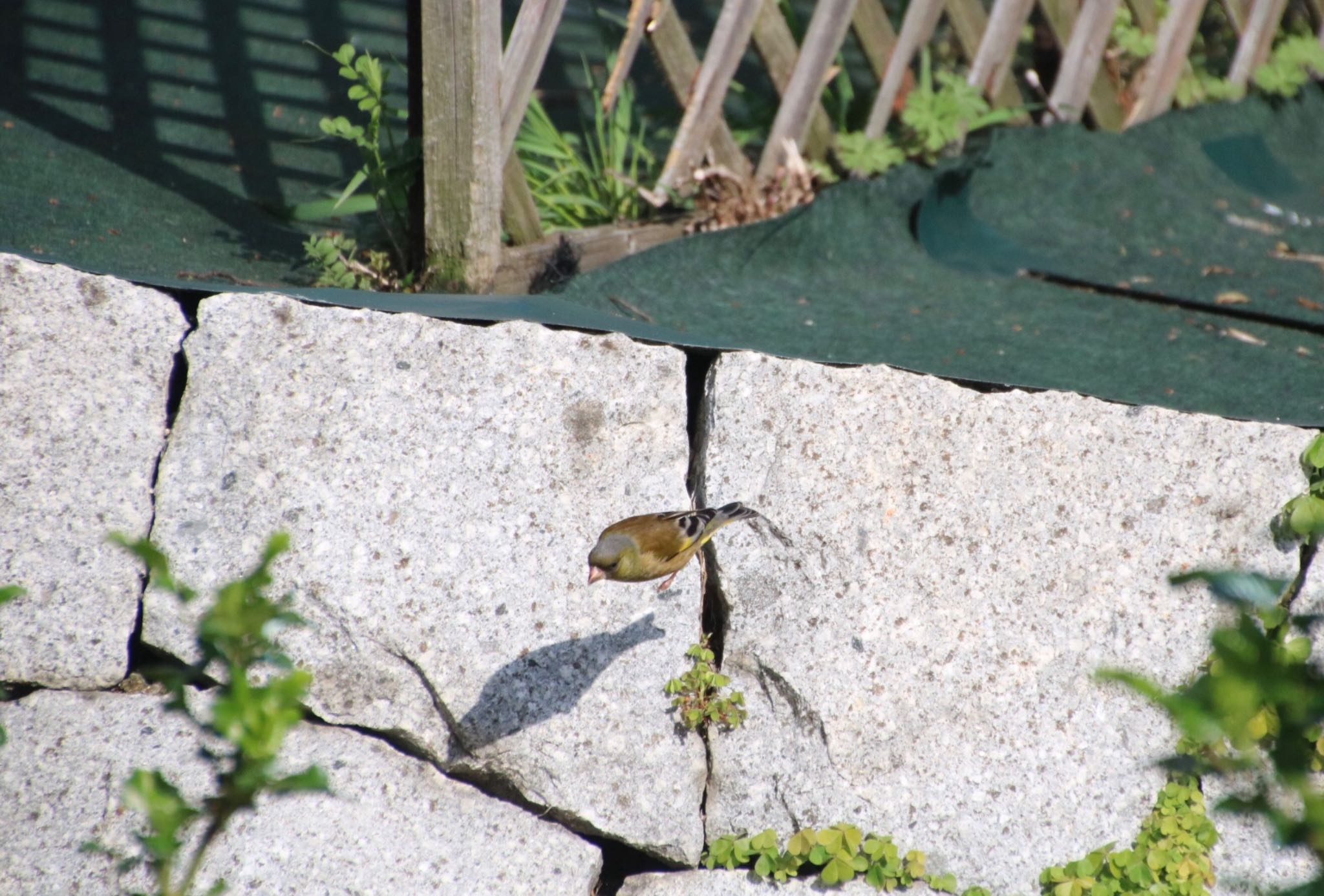 Photo of Grey-capped Greenfinch at Osaka Tsurumi Ryokuchi by Mariko N