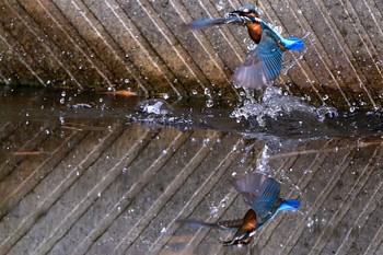 カワセミ 愛知県 知多半島 2020年3月28日(土)