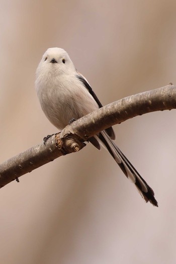 Long-tailed tit(japonicus) Tomakomai Experimental Forest Sun, 3/29/2020