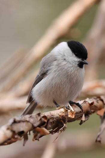 Marsh Tit Tomakomai Experimental Forest Sun, 3/29/2020