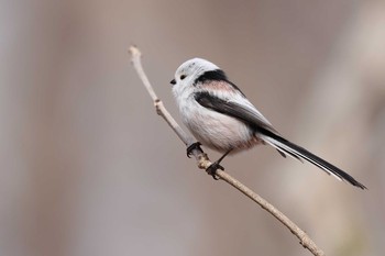 Long-tailed tit(japonicus) Tomakomai Experimental Forest Sun, 3/29/2020