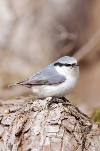 Eurasian Nuthatch Tomakomai Experimental Forest Sun, 3/29/2020