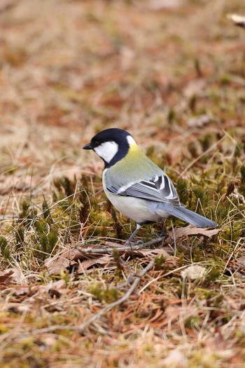 Japanese Tit Tomakomai Experimental Forest Sun, 3/29/2020