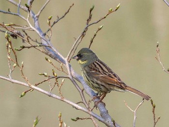 Masked Bunting Maioka Park Thu, 3/26/2020