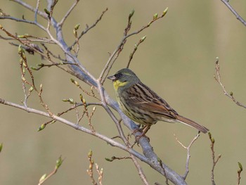 Masked Bunting Maioka Park Thu, 3/26/2020