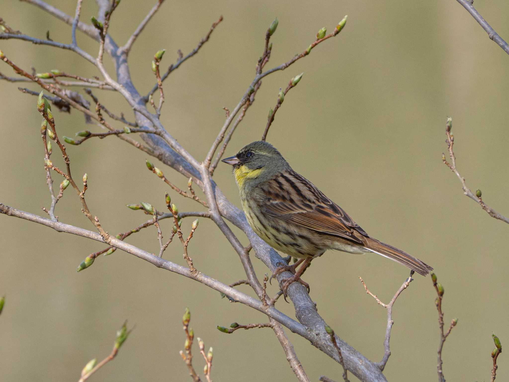 舞岡公園 アオジの写真 by Tosh@Bird