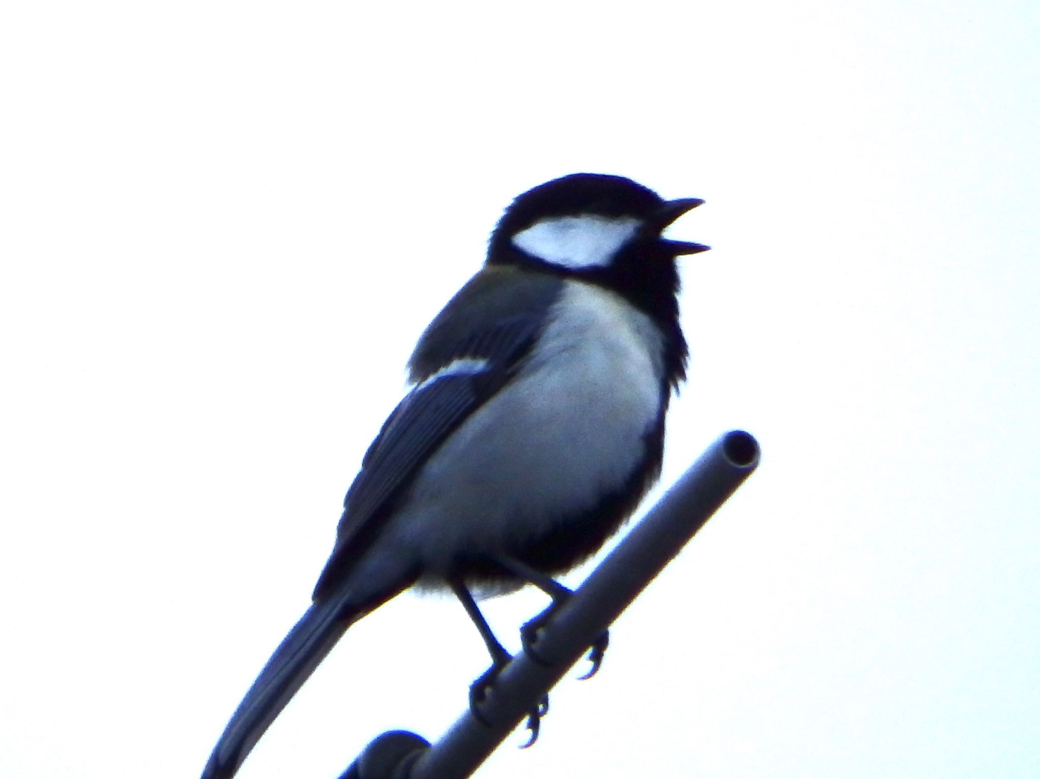 Photo of Japanese Tit at ベランダから by まさ