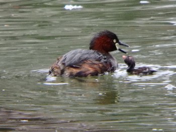 Little Grebe Machida Yakushiike Park Sat, 3/28/2020